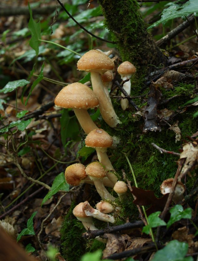 Armillaria gallica?